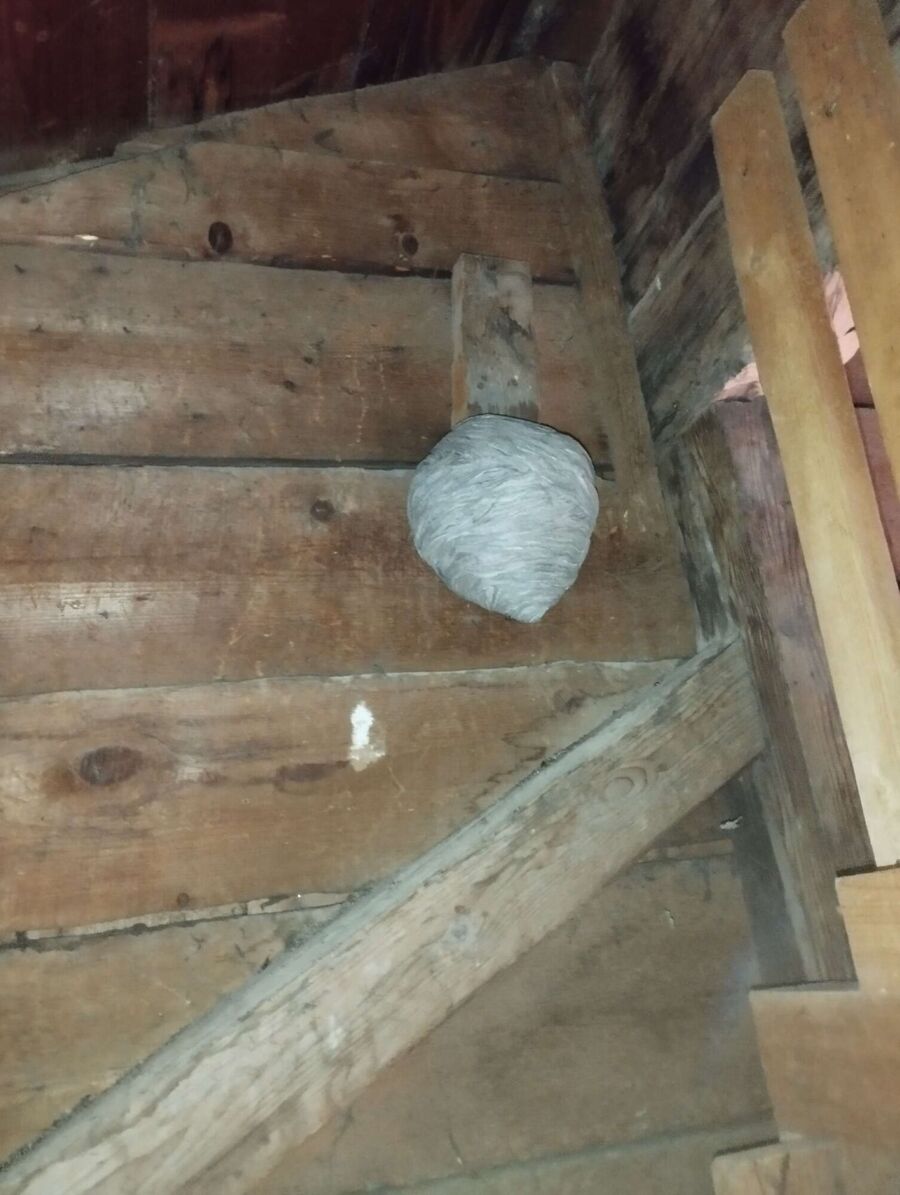 Bee nest at the house remove
