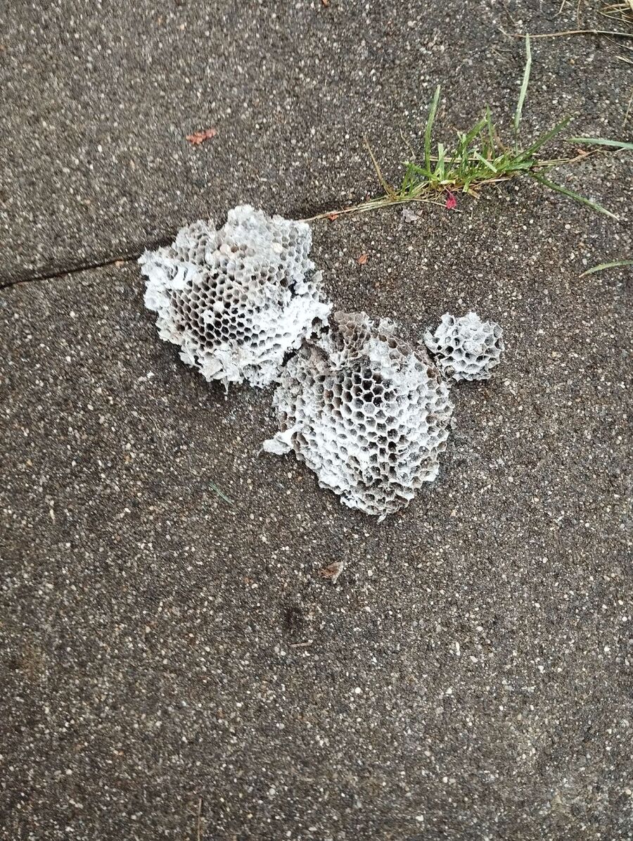 Bee nest at the house remove