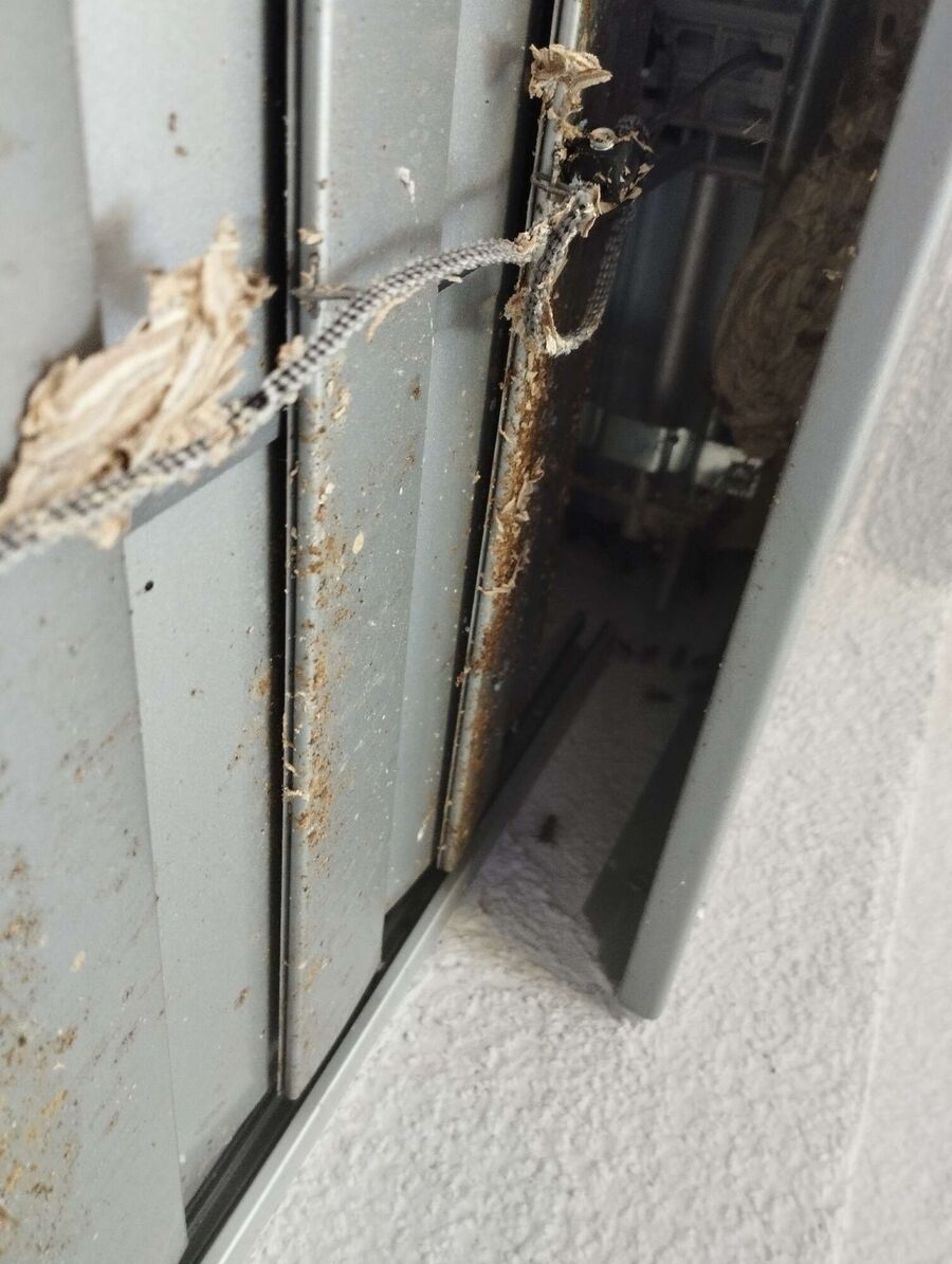 Bee nest at the house remove