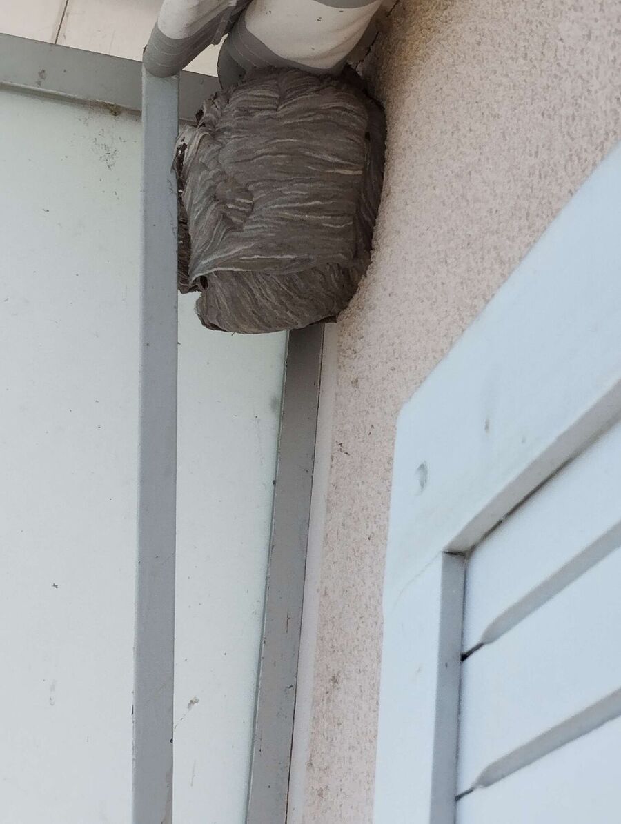 Bee nest at the house remove