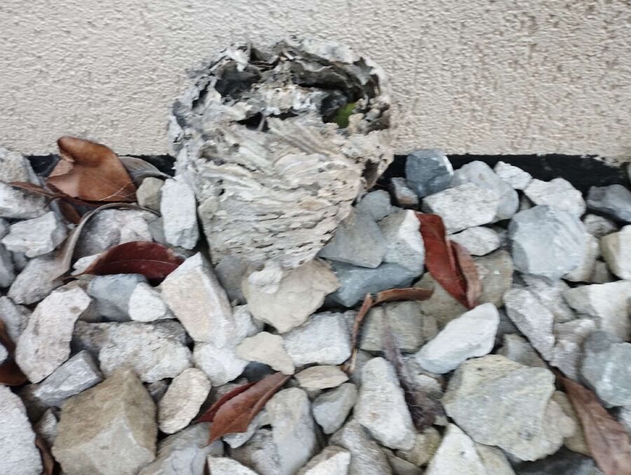 Relocate bees & remove bee nest