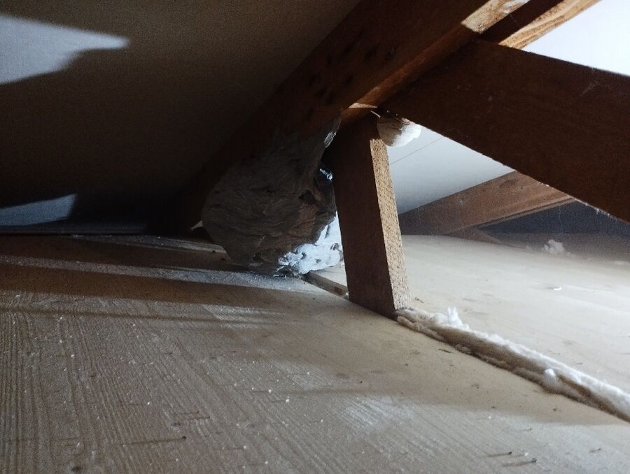 Relocate bees & remove bee nest