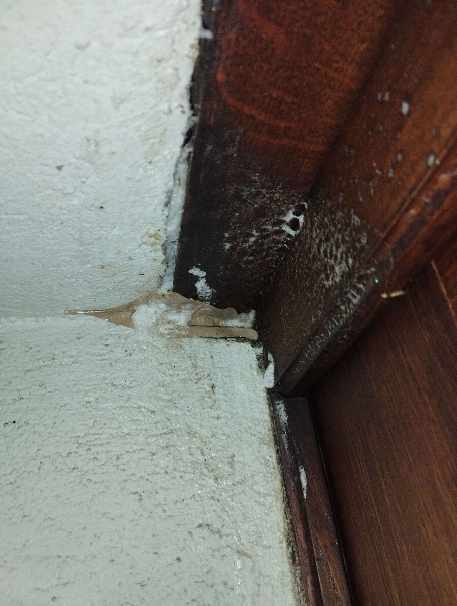 Relocate bees & remove bee nest