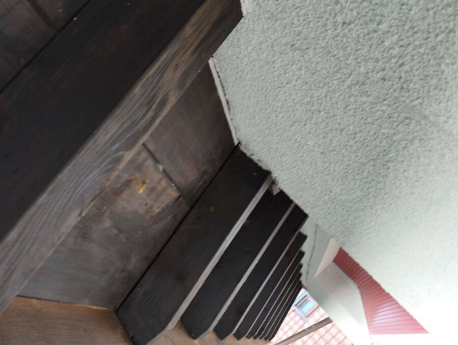 Relocate bees & remove bee nest