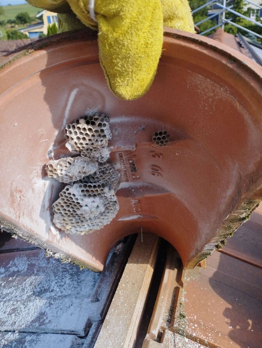 Bee nest at the house remove