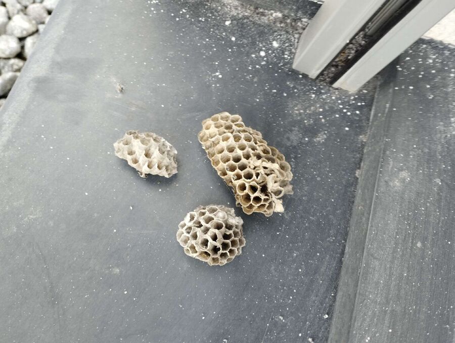 Bee nest at the house remove