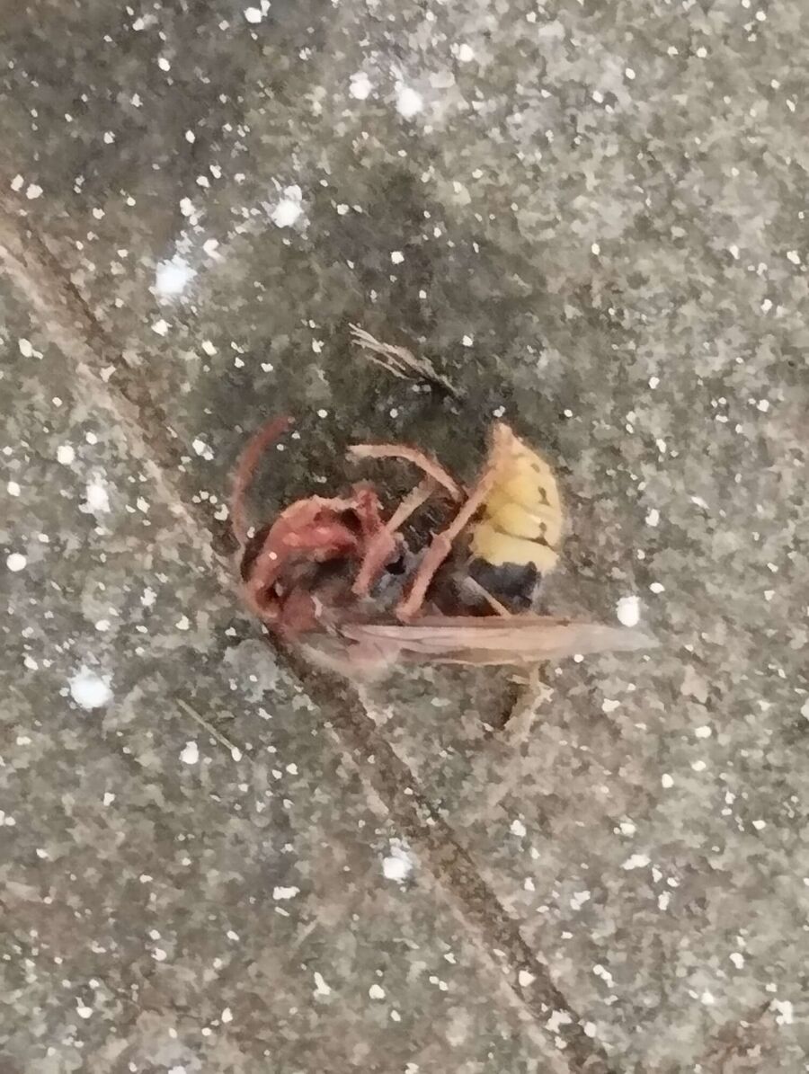 Relocate bees & remove bee nest