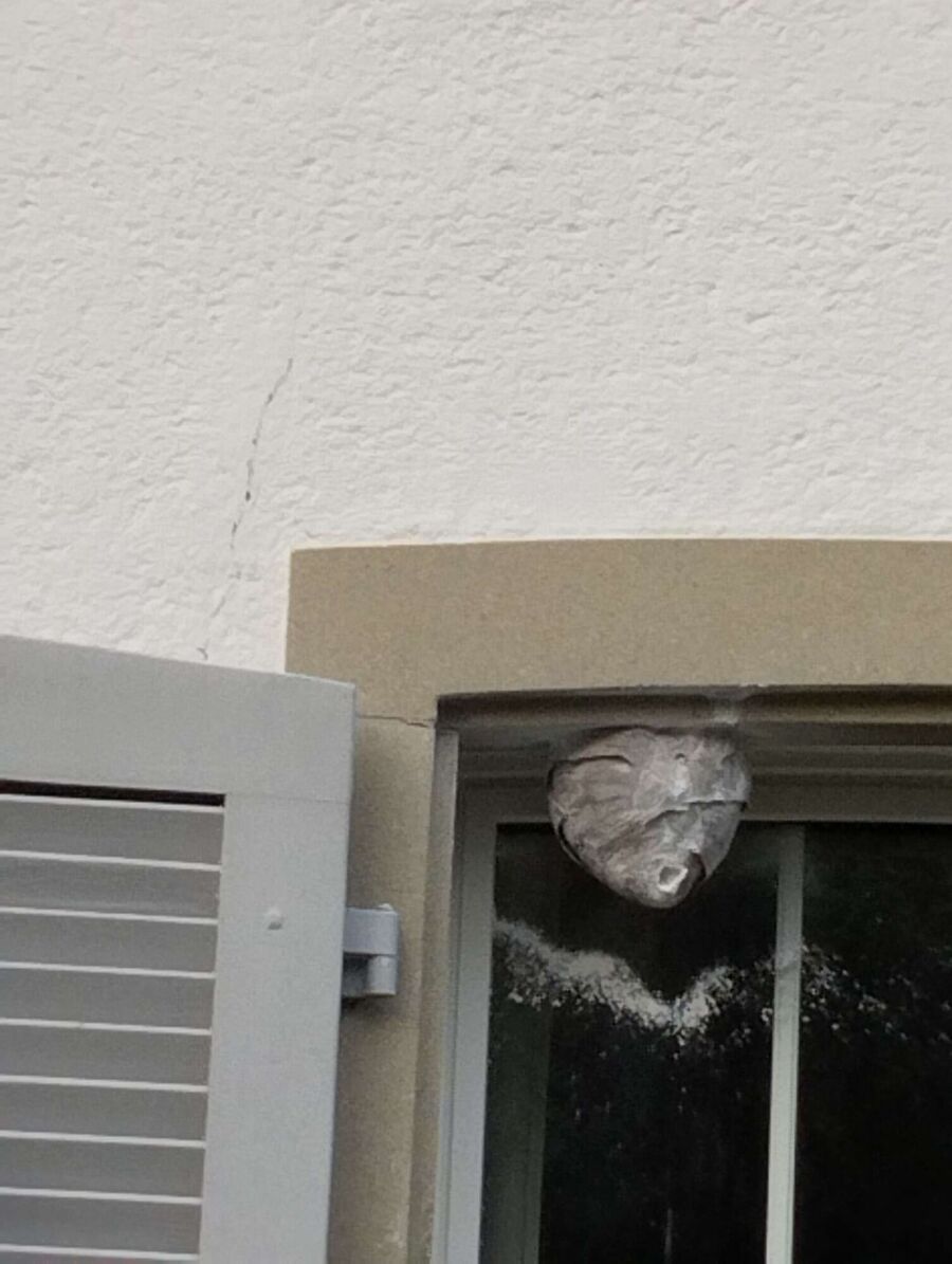 Bee nest at the house remove