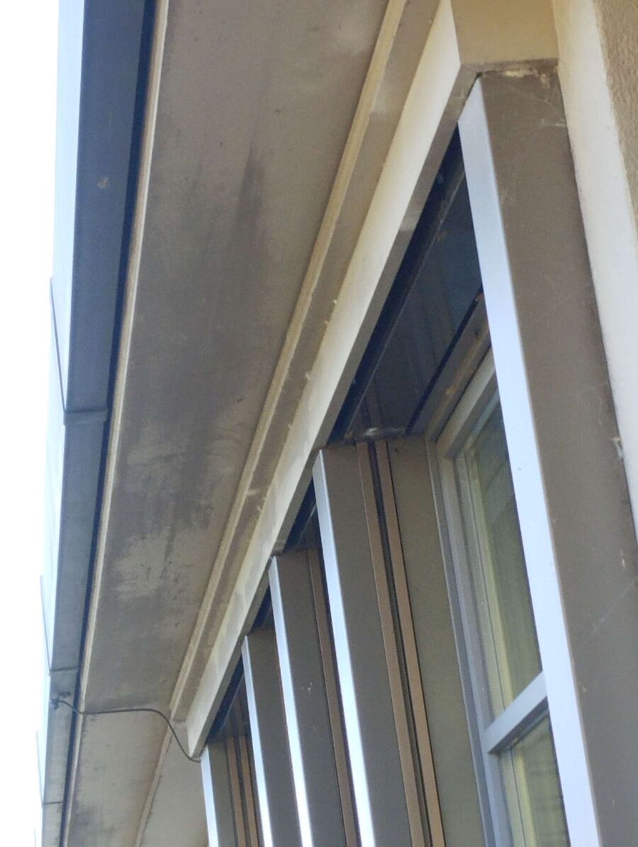 Relocate bees & remove bee nest