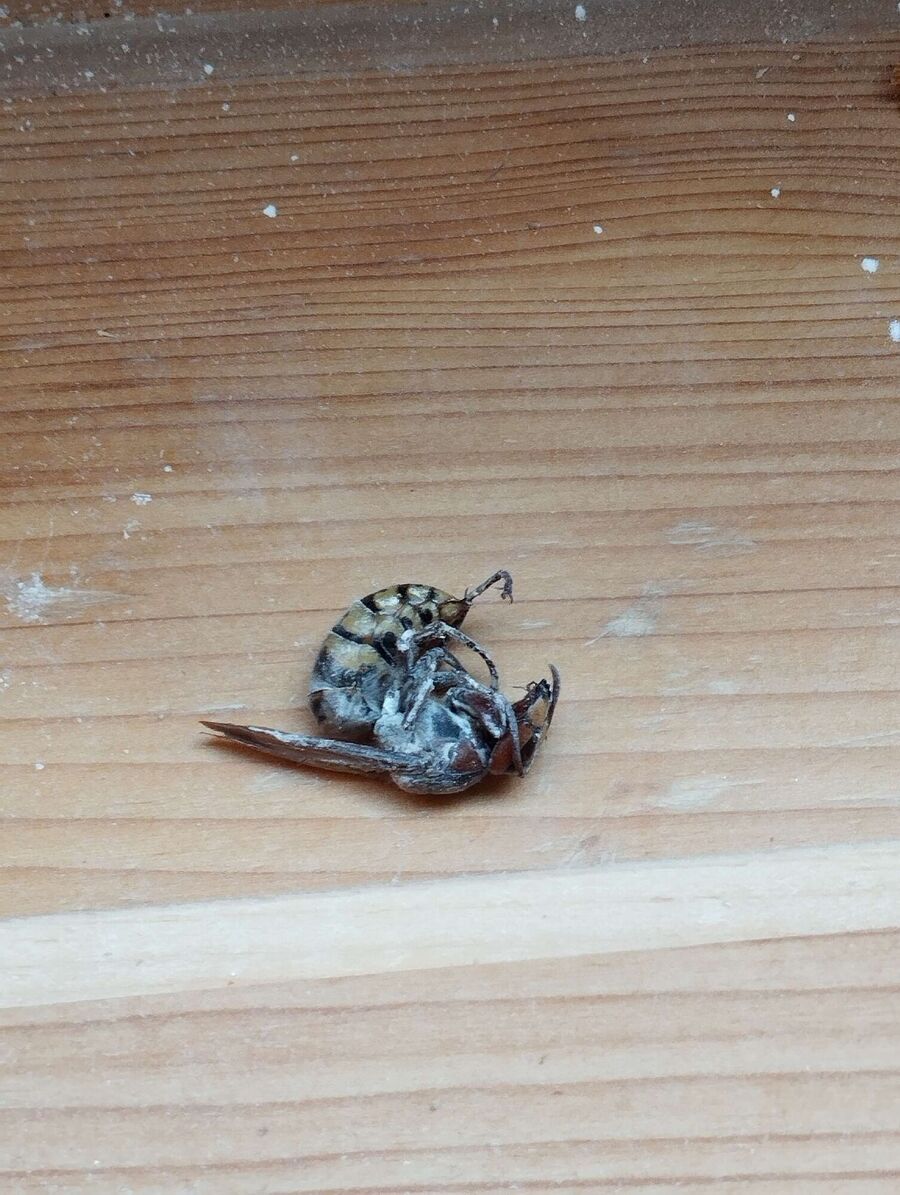 Bee nest at the house remove