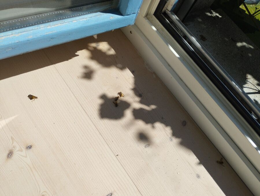 Bee nest at the house remove