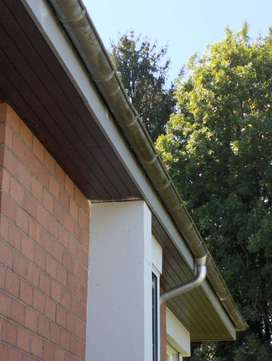 Relocate bees & remove bee nest