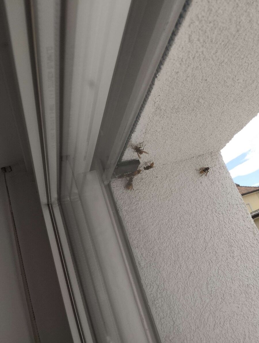 Bee nest at the house remove