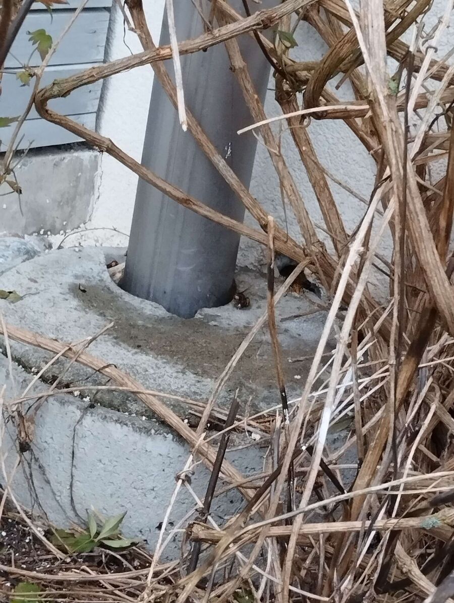 Bee nest at the house remove