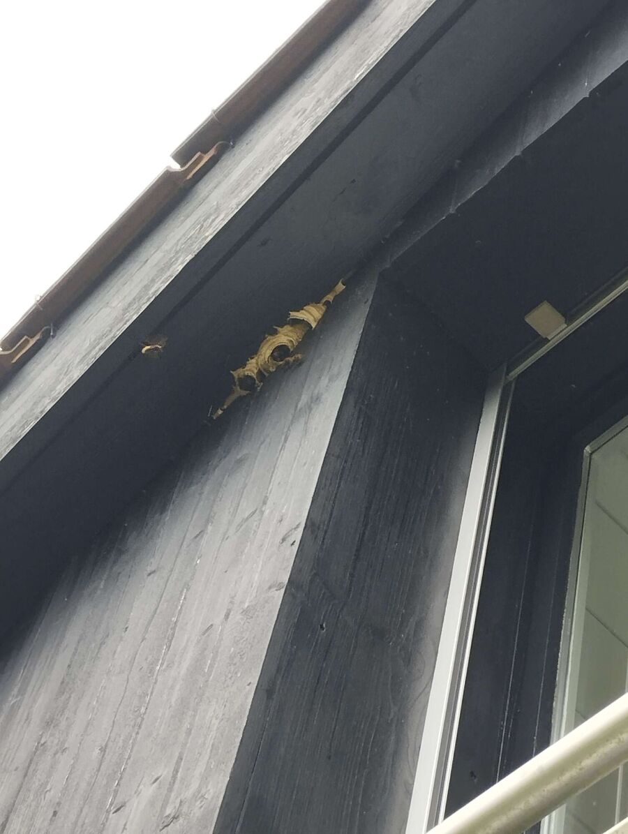 Bee nest at the house remove