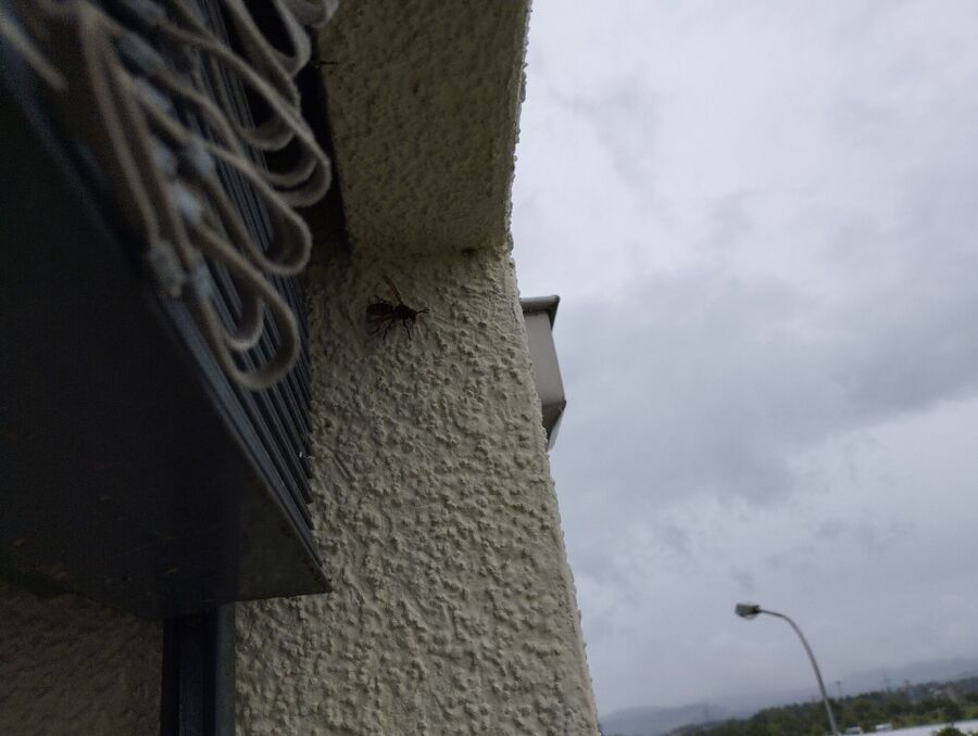 Bee nest at the house remove