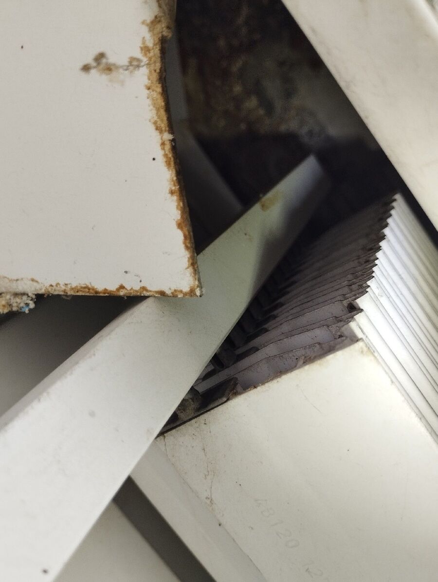 Relocate bees & remove bee nest