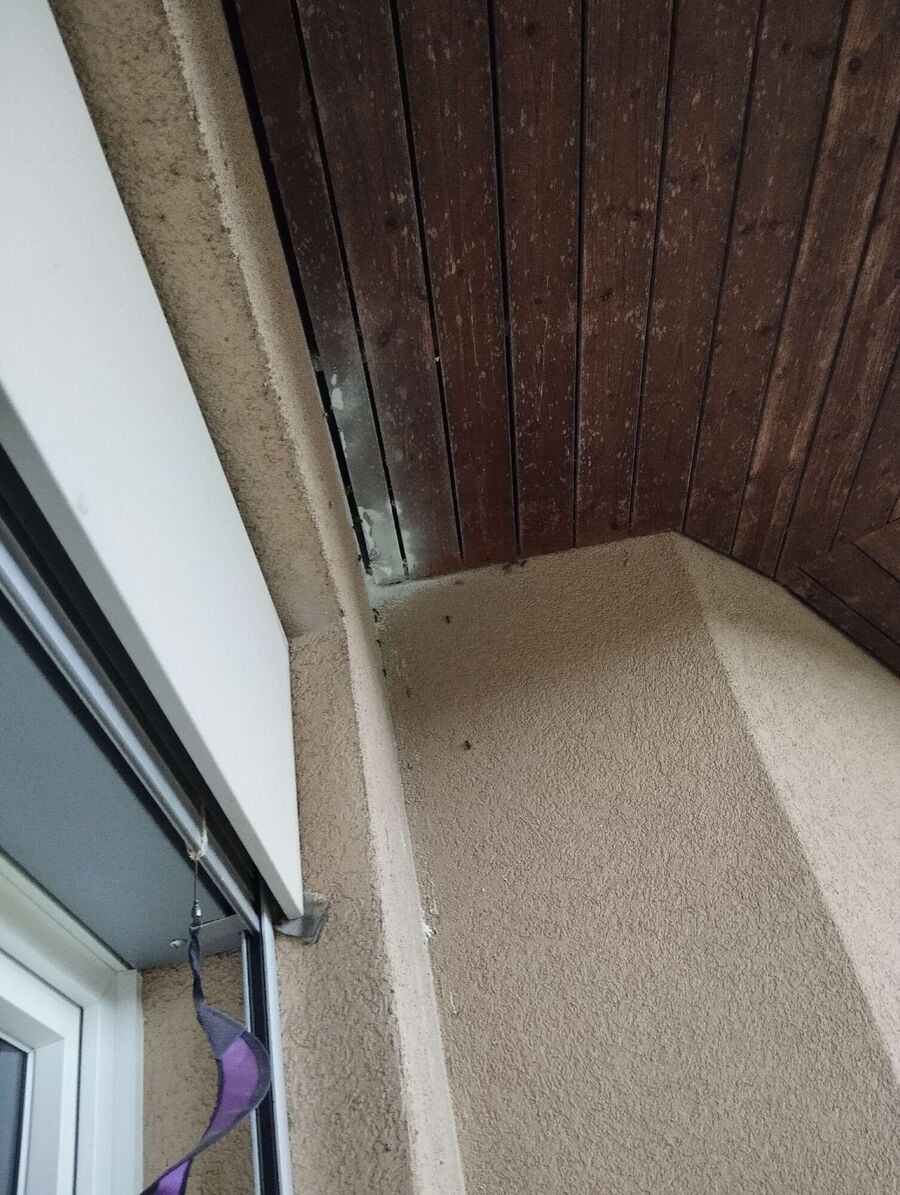 Bee nest at the house remove