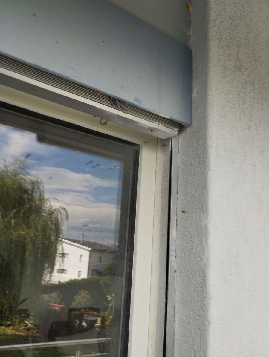 Bee nest at the house remove