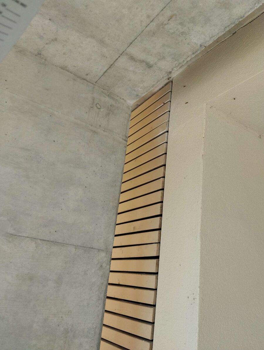 Relocate bees & remove bee nest