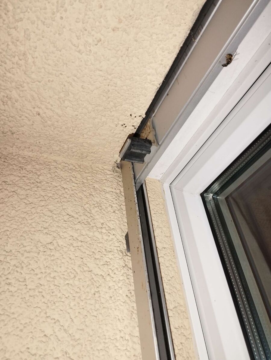 Relocate bees & remove bee nest