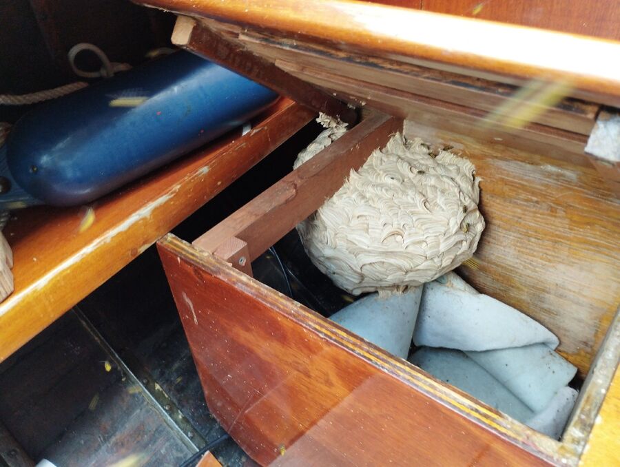 Bee nest at the house remove