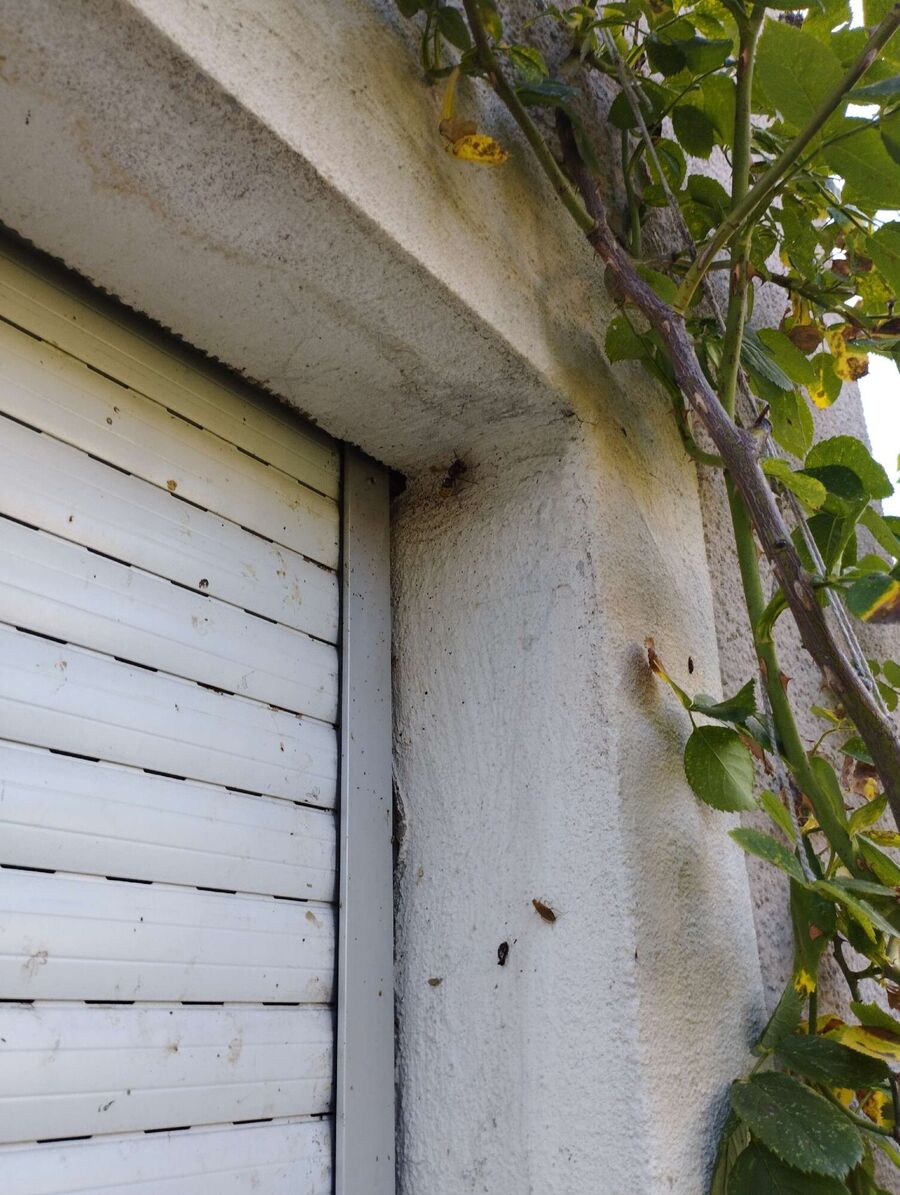 Relocate bees & remove bee nest