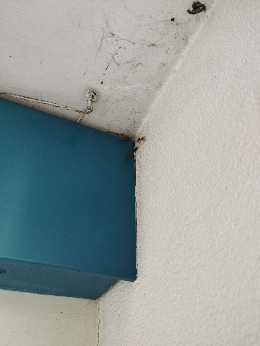 Bee nest at the house remove