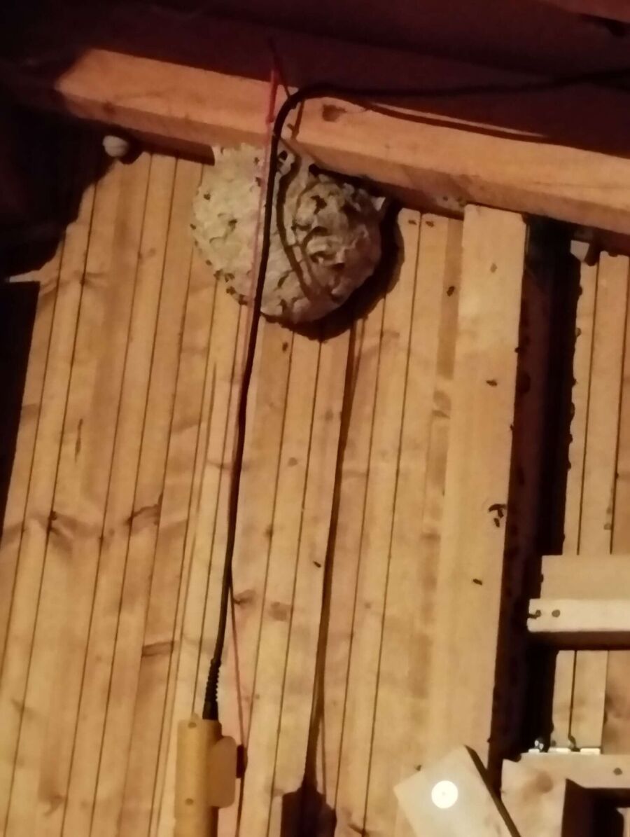 Bee nest at the house remove