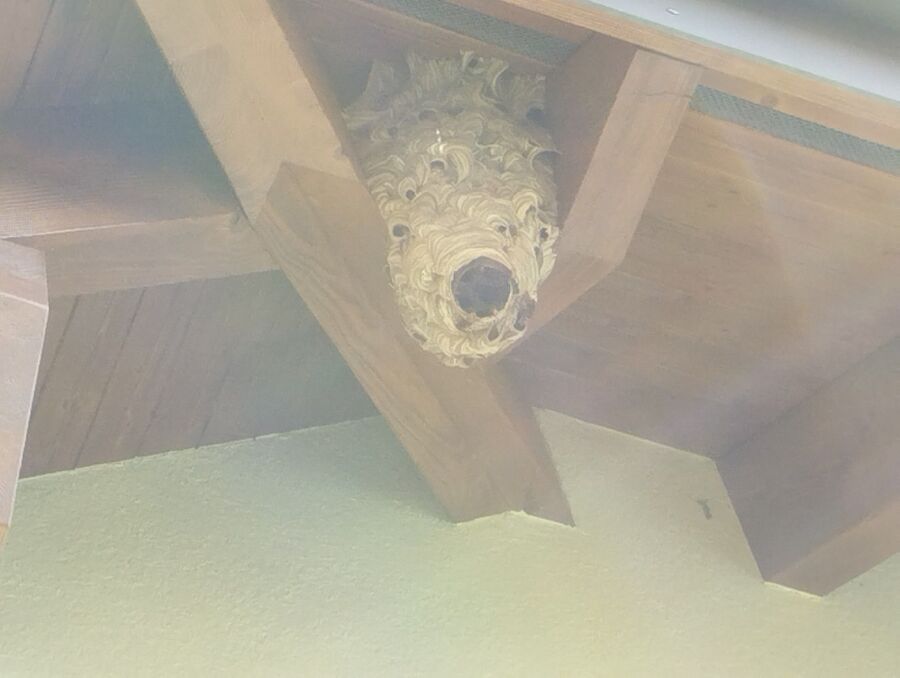 Remove bee nest