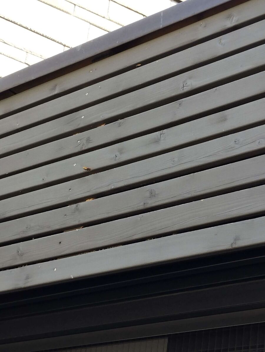 Relocate bees & remove bee nest