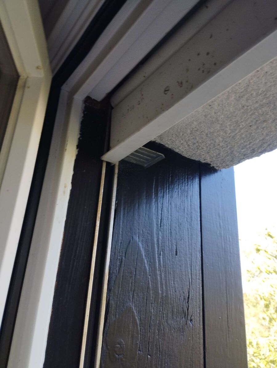 Relocate bees & remove bee nest