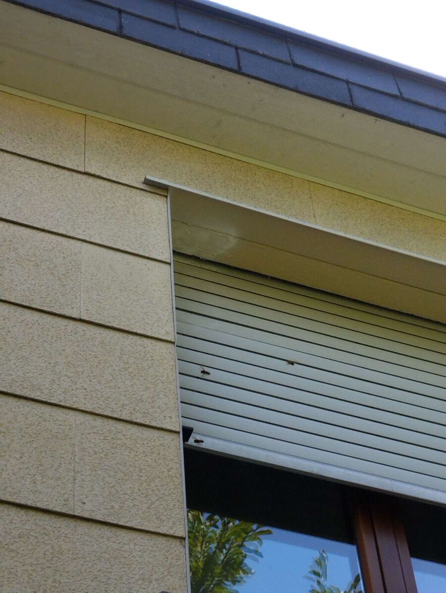 Relocate bees & remove bee nest