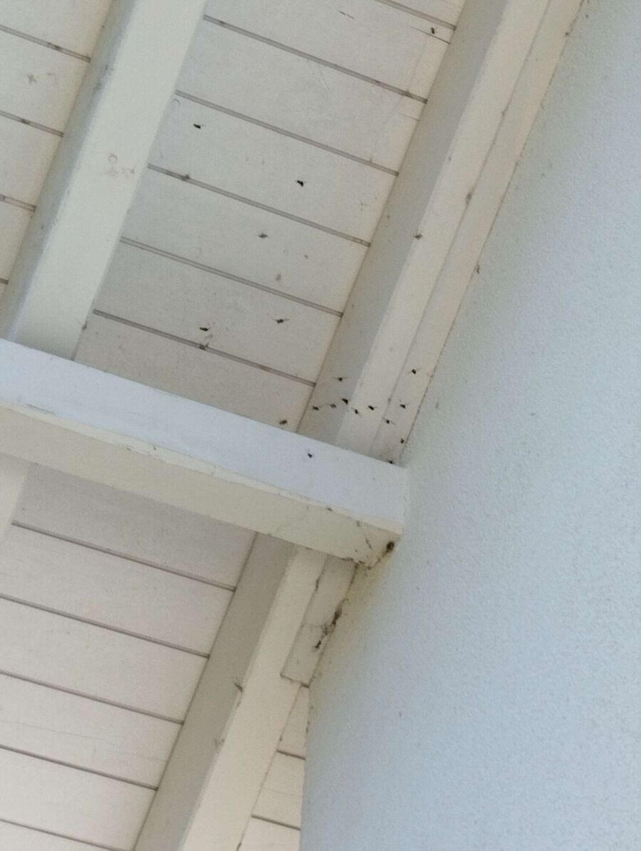 Remove bee nest