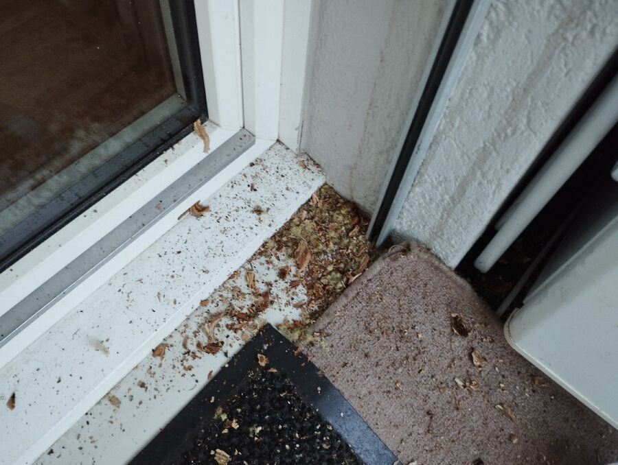 Relocate bees & remove bee nest