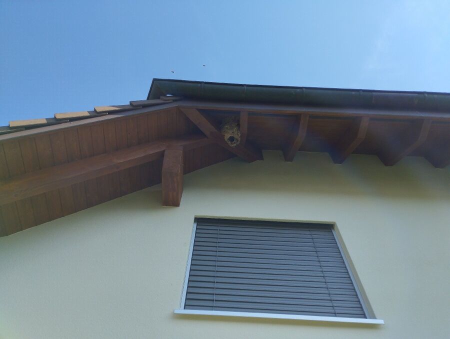 Bee nest at the house remove