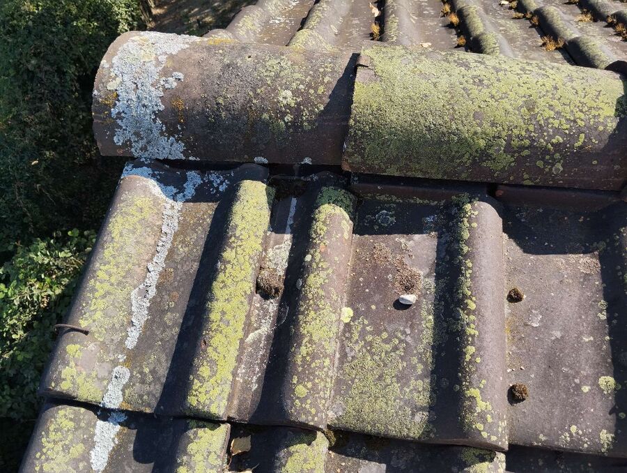 Relocate bees & remove bee nest