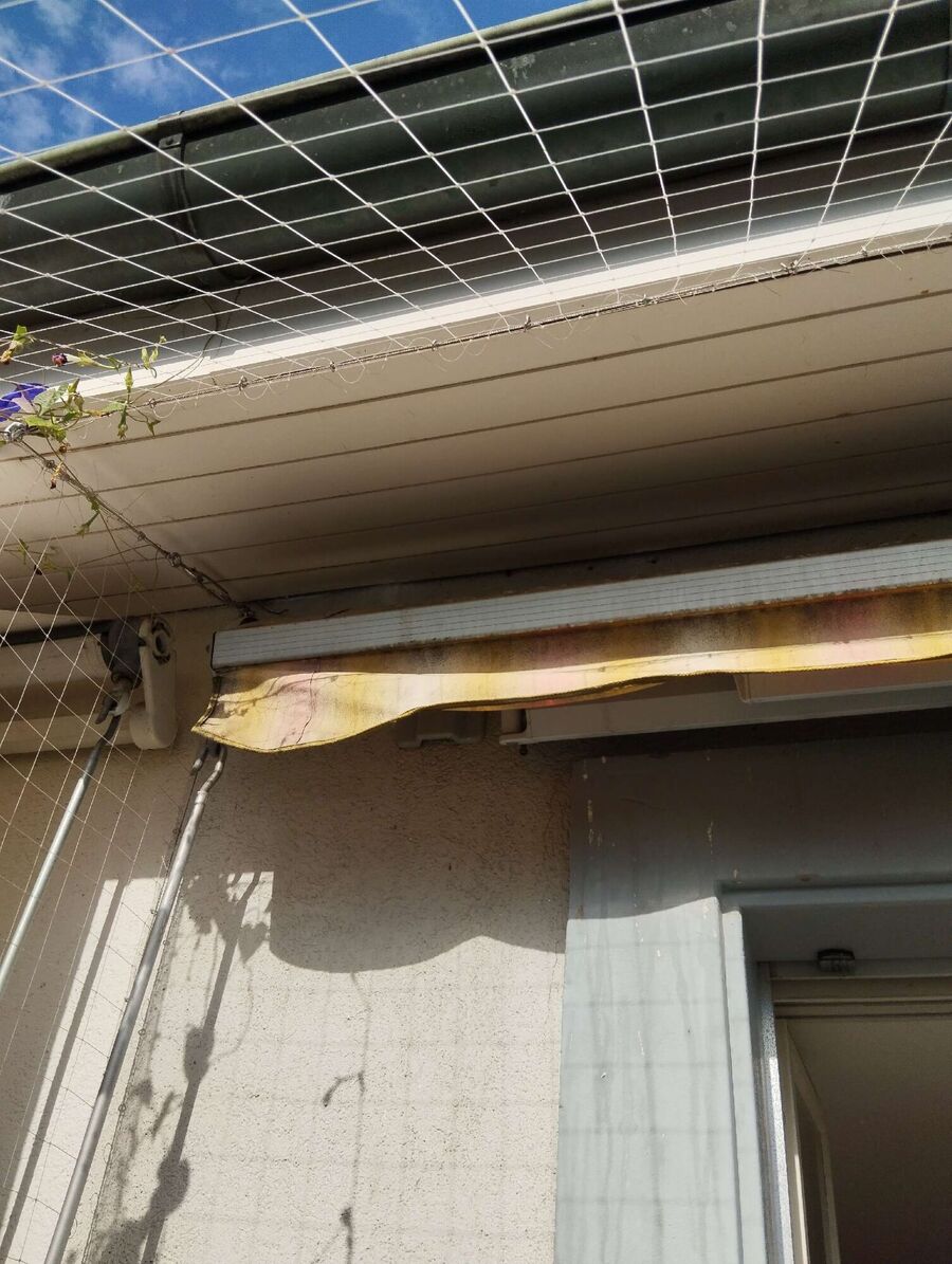 Relocate bees & remove bee nest