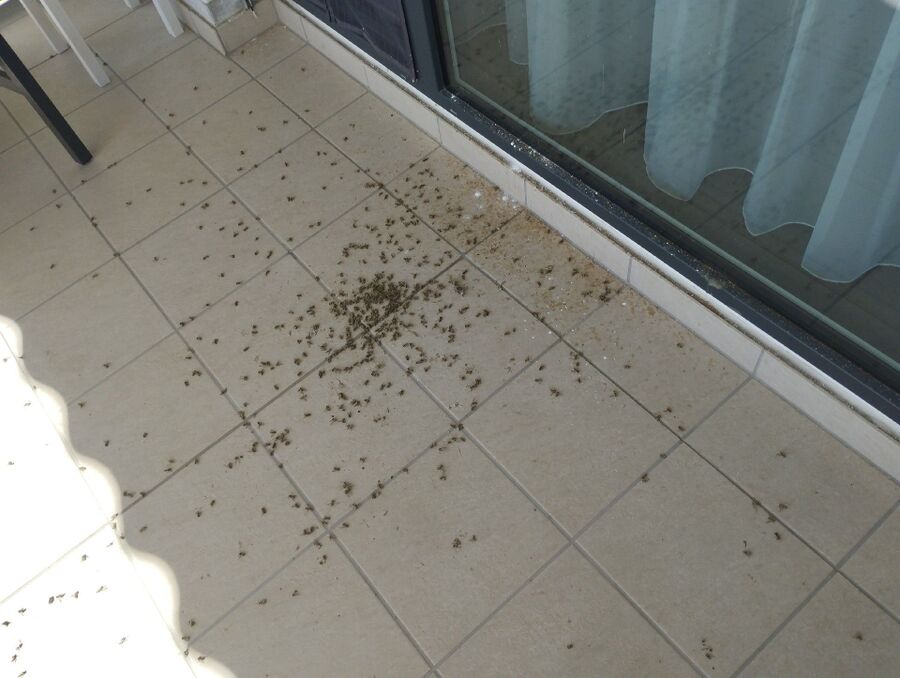 Relocate bees & remove bee nest