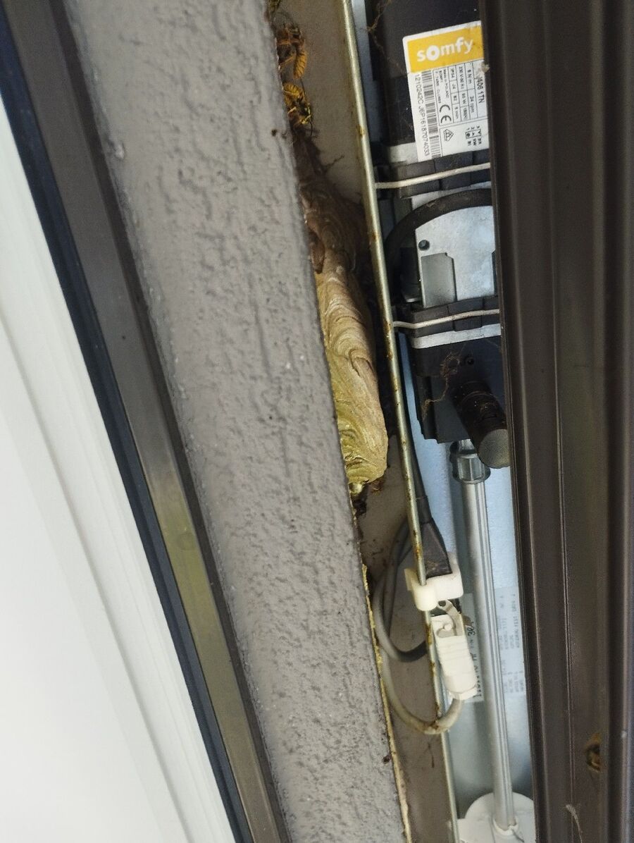 Bee nest at the house remove