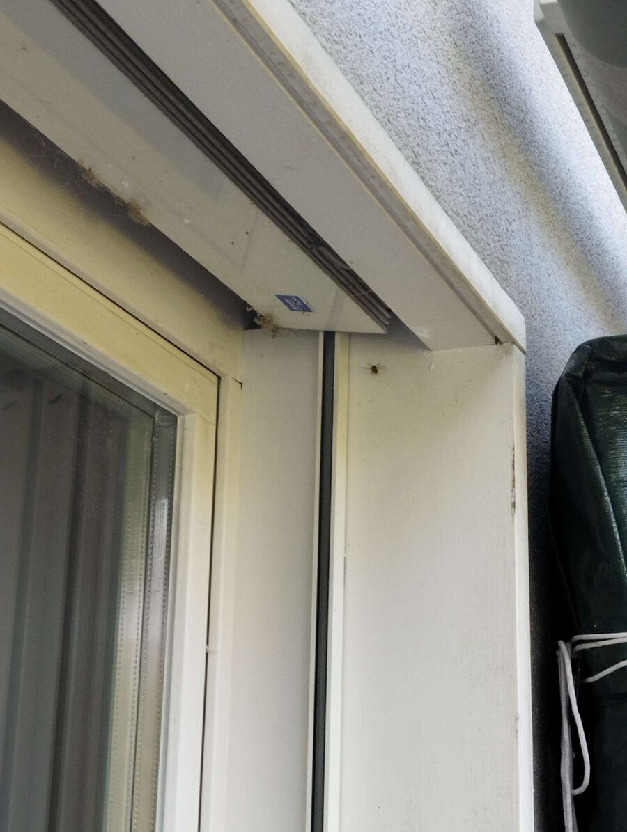 Relocate bees & remove bee nest