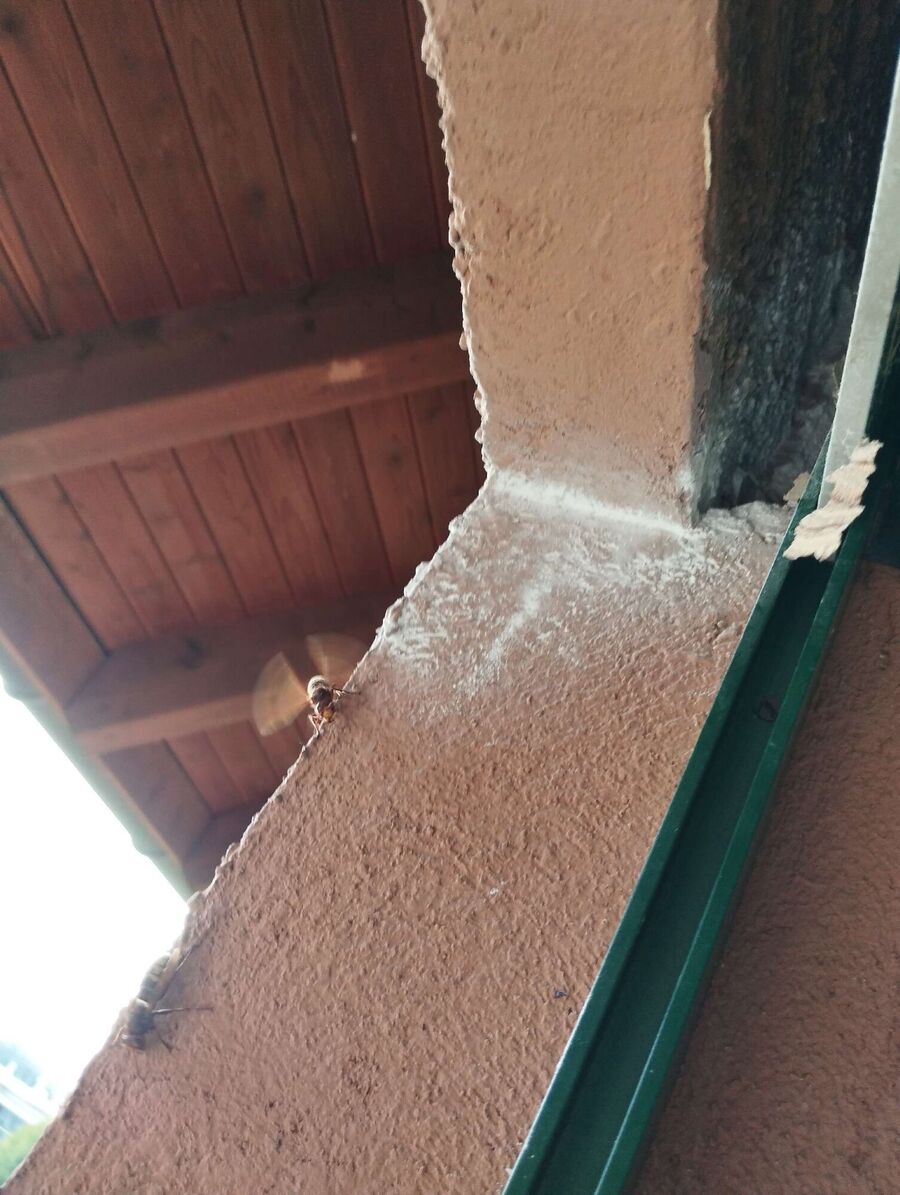 Relocate bees & remove bee nest