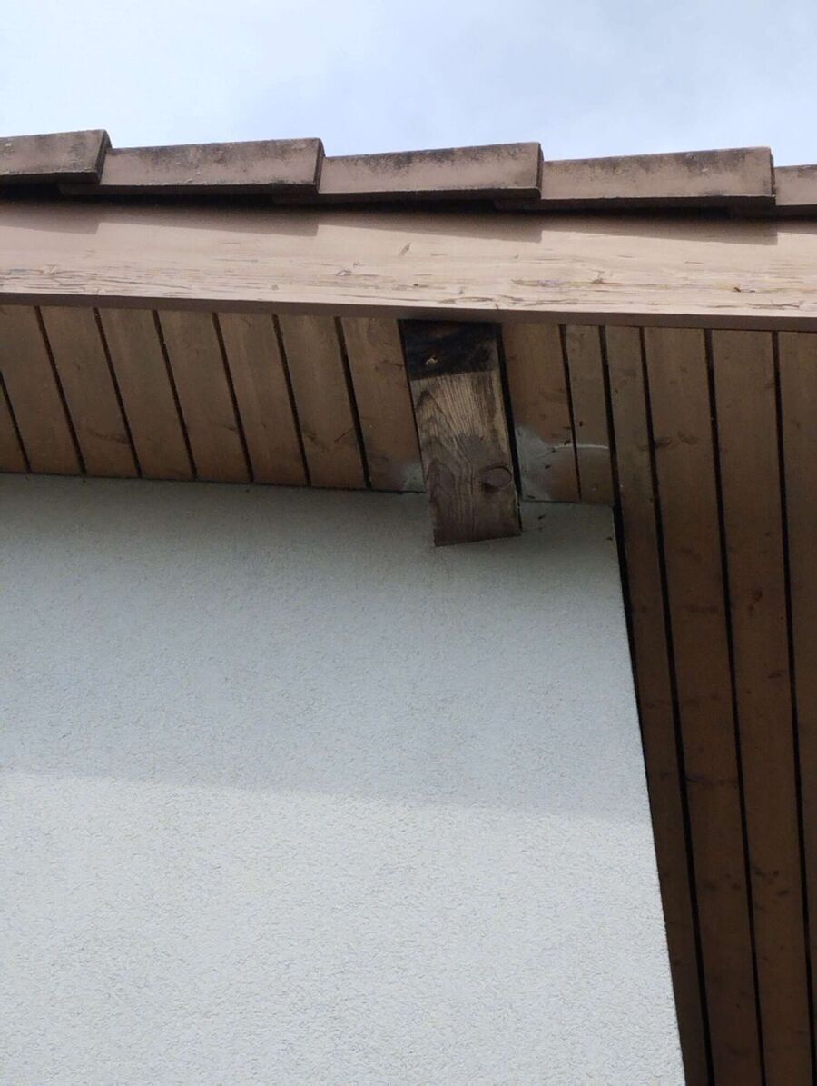 Bee nest at the house remove