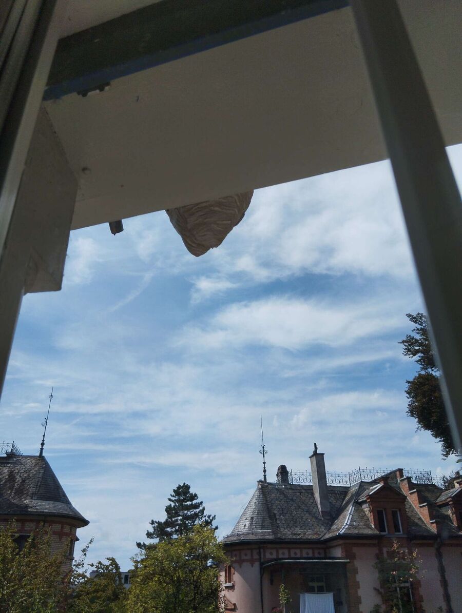 Relocate bees & remove bee nest