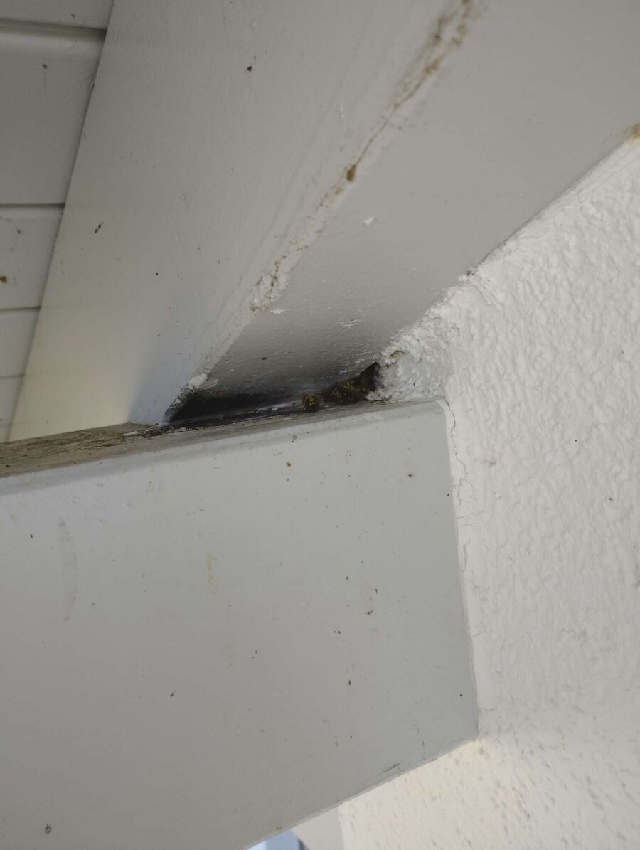 Relocate bees & remove bee nest