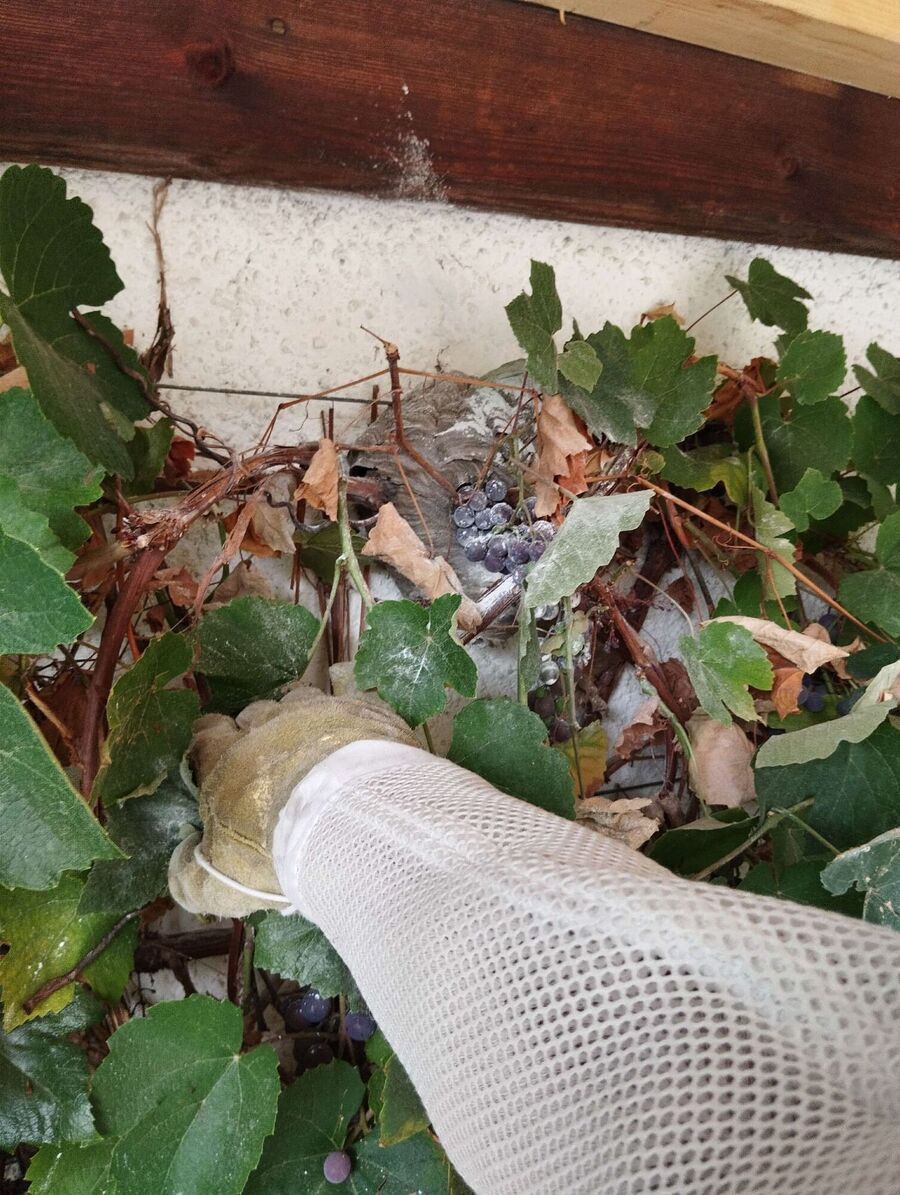 Bee nest at the house remove