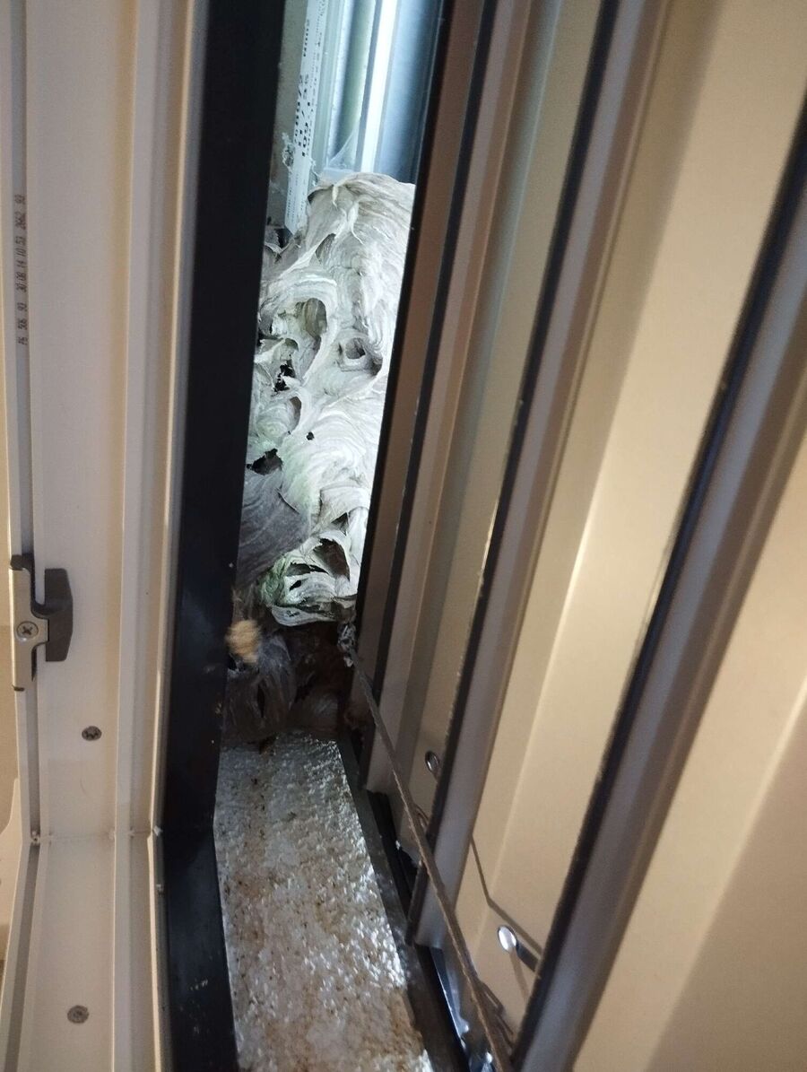 Relocate bees & remove bee nest