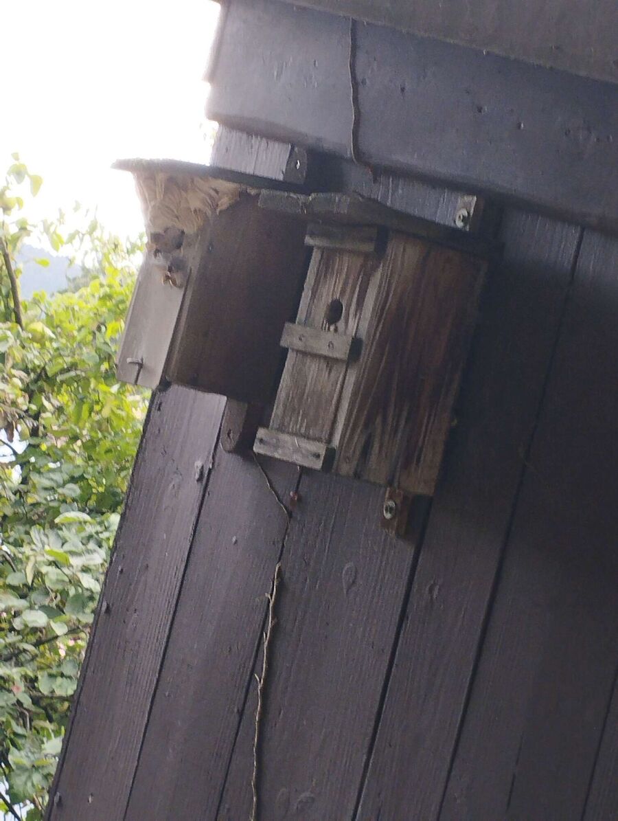 Bee nest at the house remove