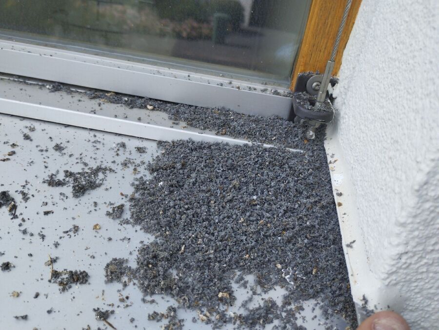 Relocate bees & remove bee nest