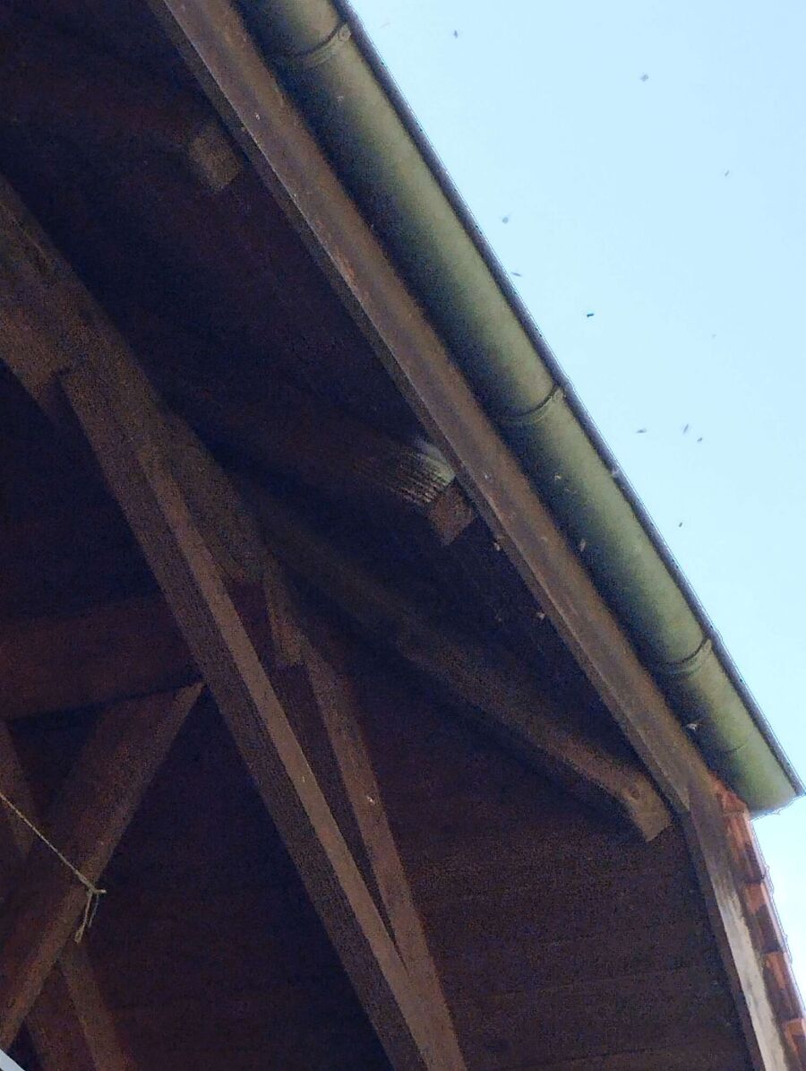 Bee nest at the house remove